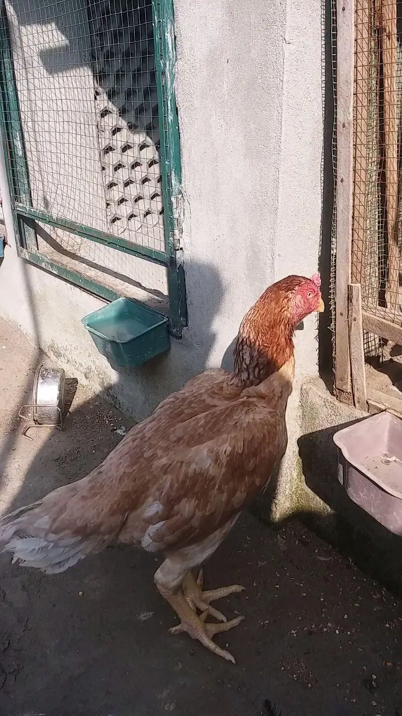 Peeli saleeti female for sale — photo 4