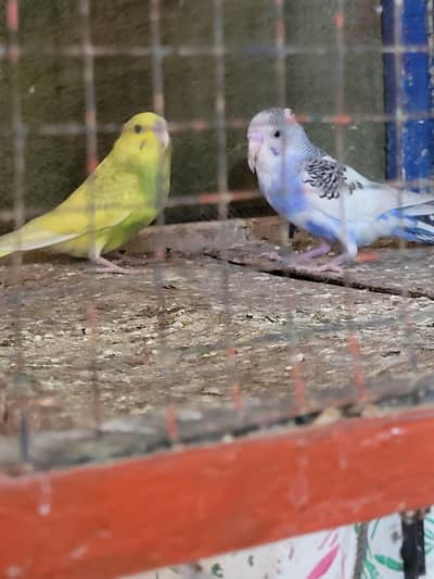 Bajri Parrots