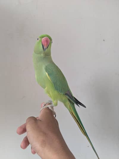 Hand tame Ringneck jumbo size