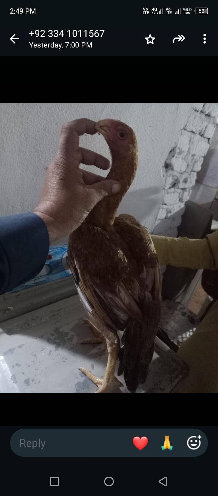 parrot beak pair 3