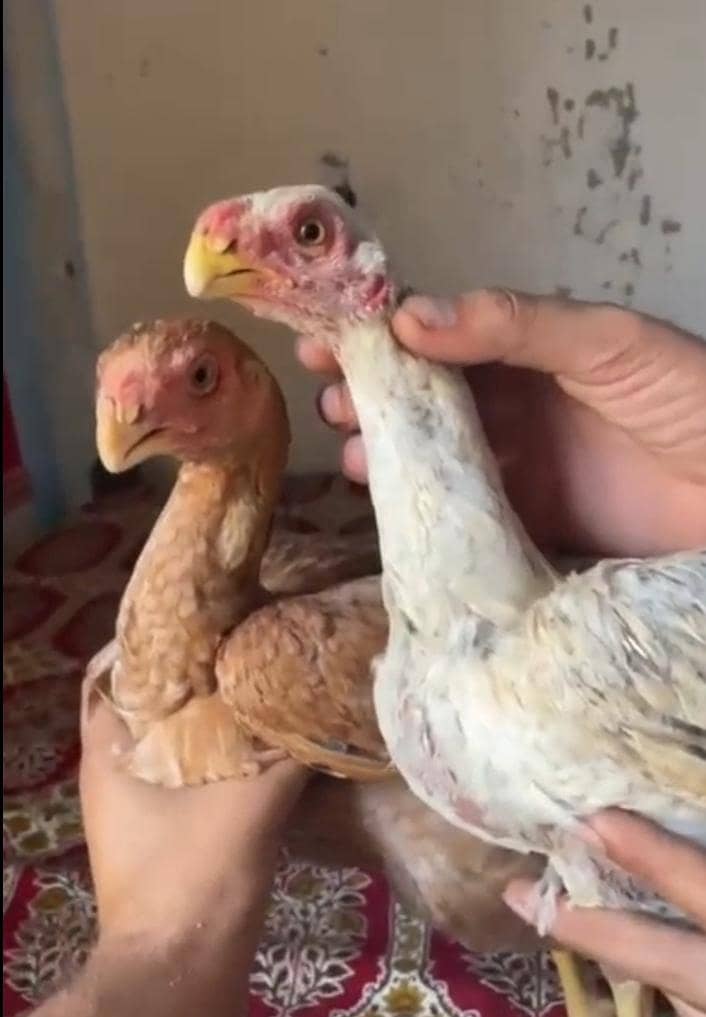 parrot beak pair 4