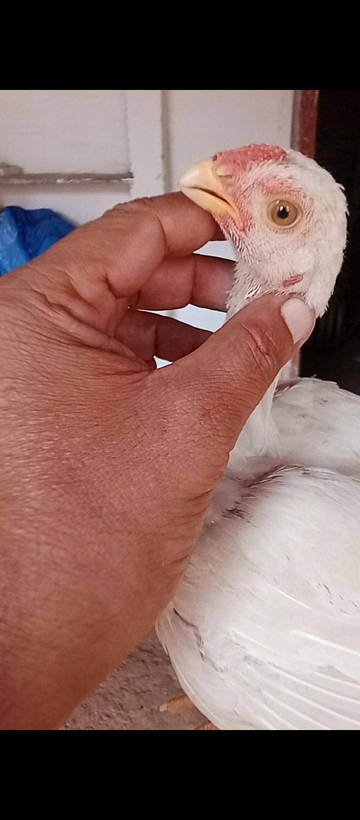 parrot beak pair 6