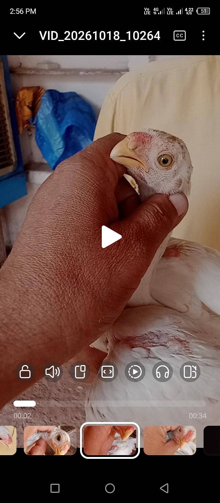 parrot beak pair 7