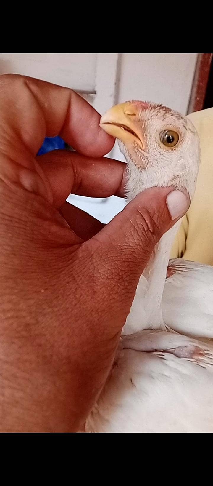 parrot beak pair 8