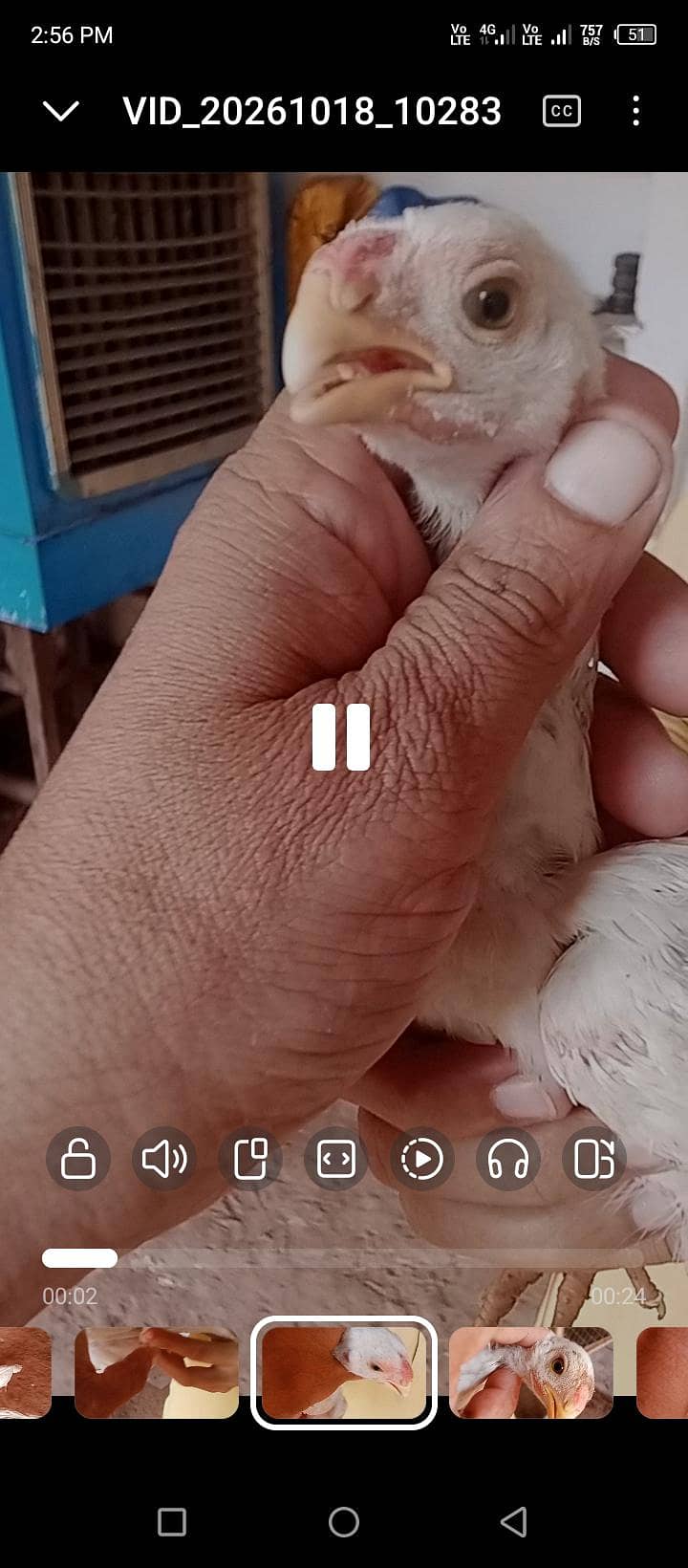 parrot beak pair 9
