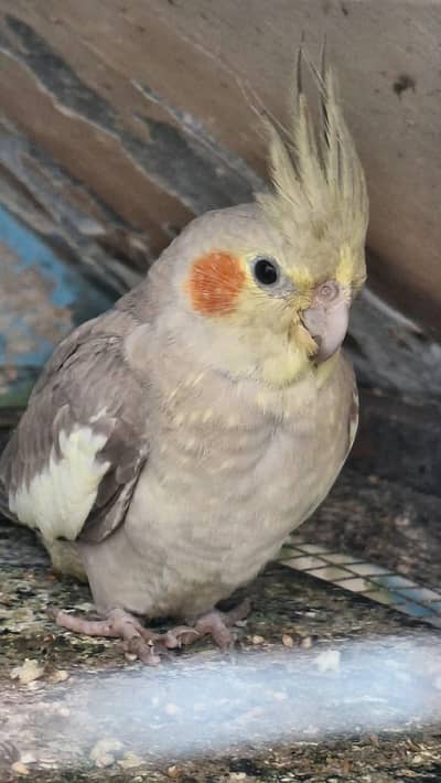 Cockatiel Parrot