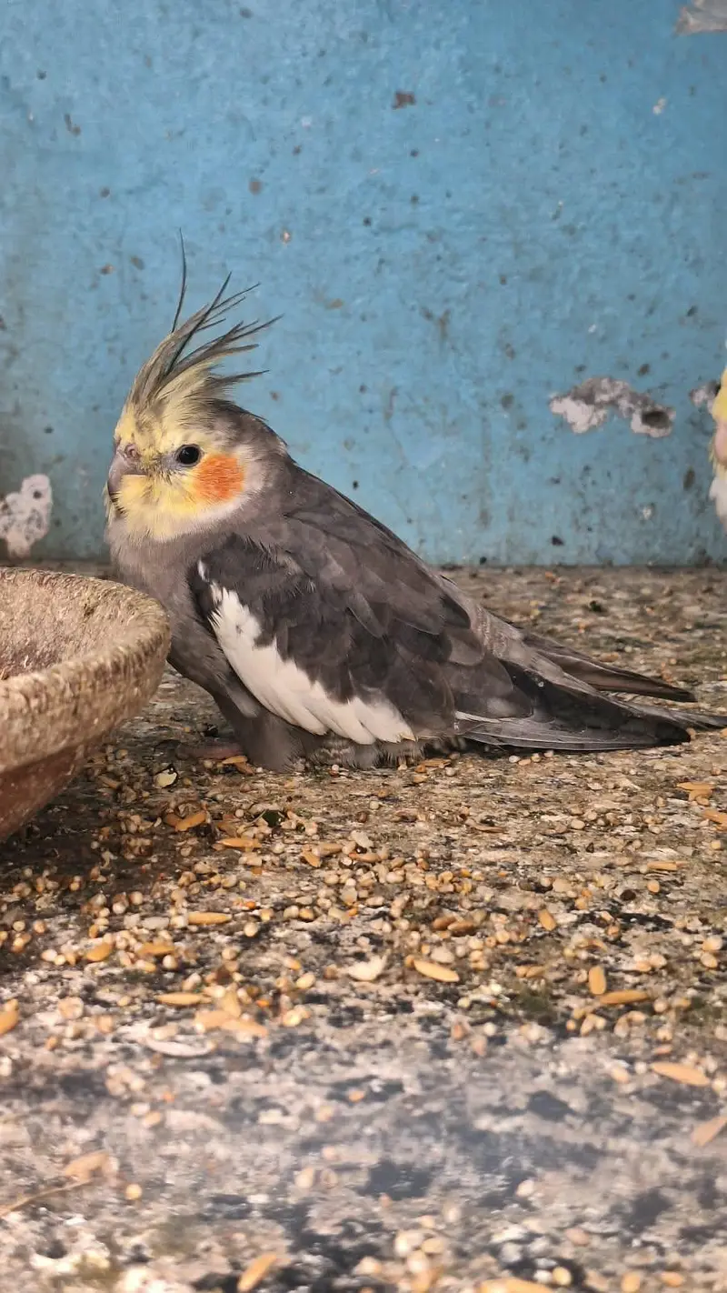 Cockatiel Parrot — photo 2