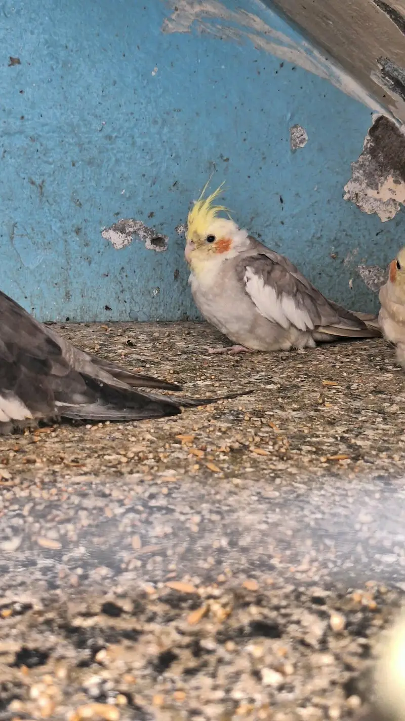 Cockatiel Parrot — photo 3
