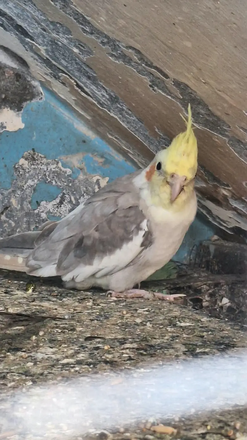 Cockatiel Parrot — photo 4