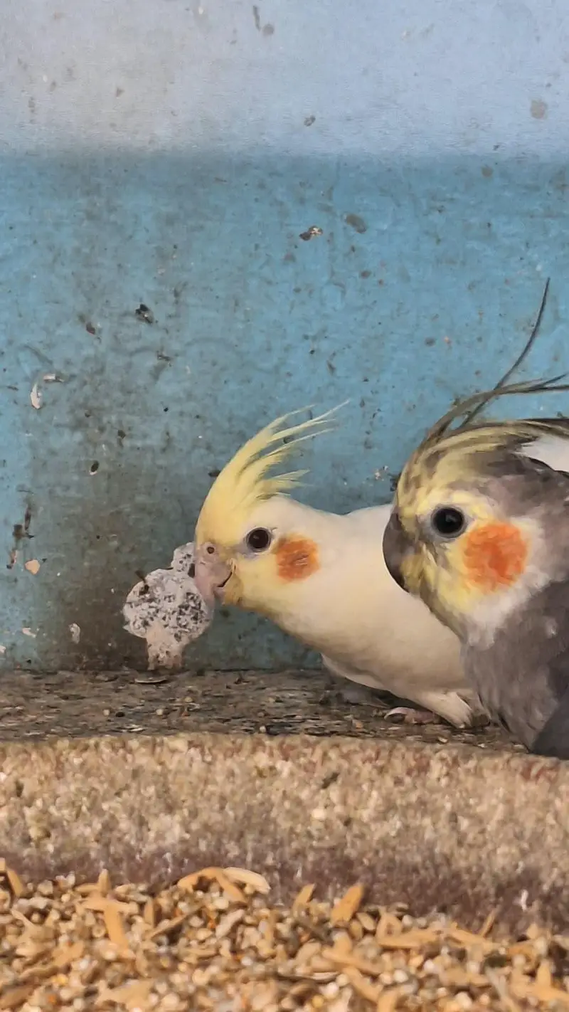 Cockatiel Parrot — photo 5