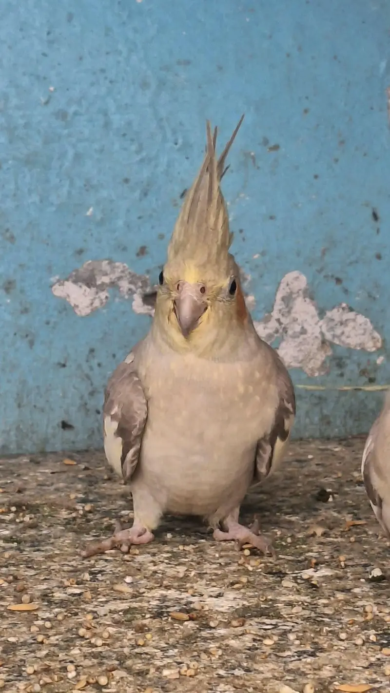 Cockatiel Parrot — photo 6