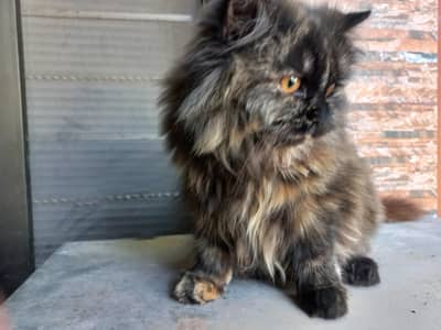 Black Persian cat