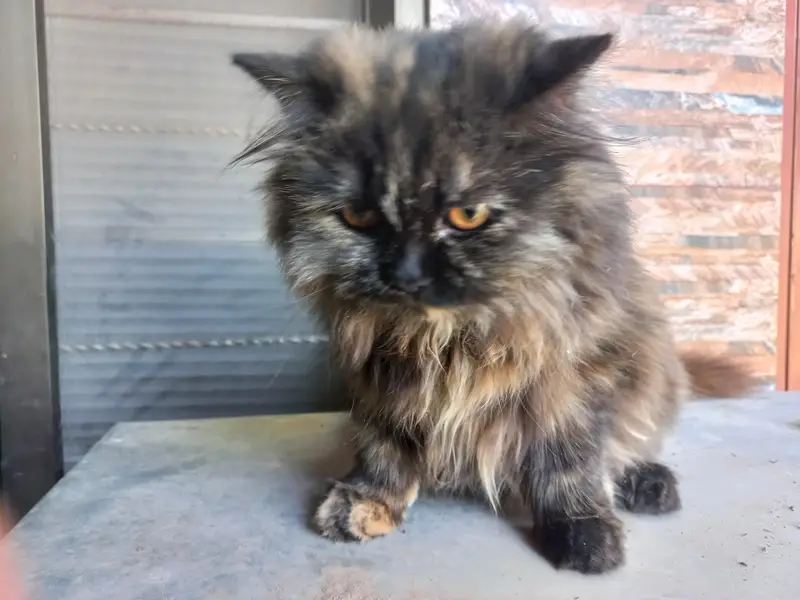 Black Persian cat — photo 2