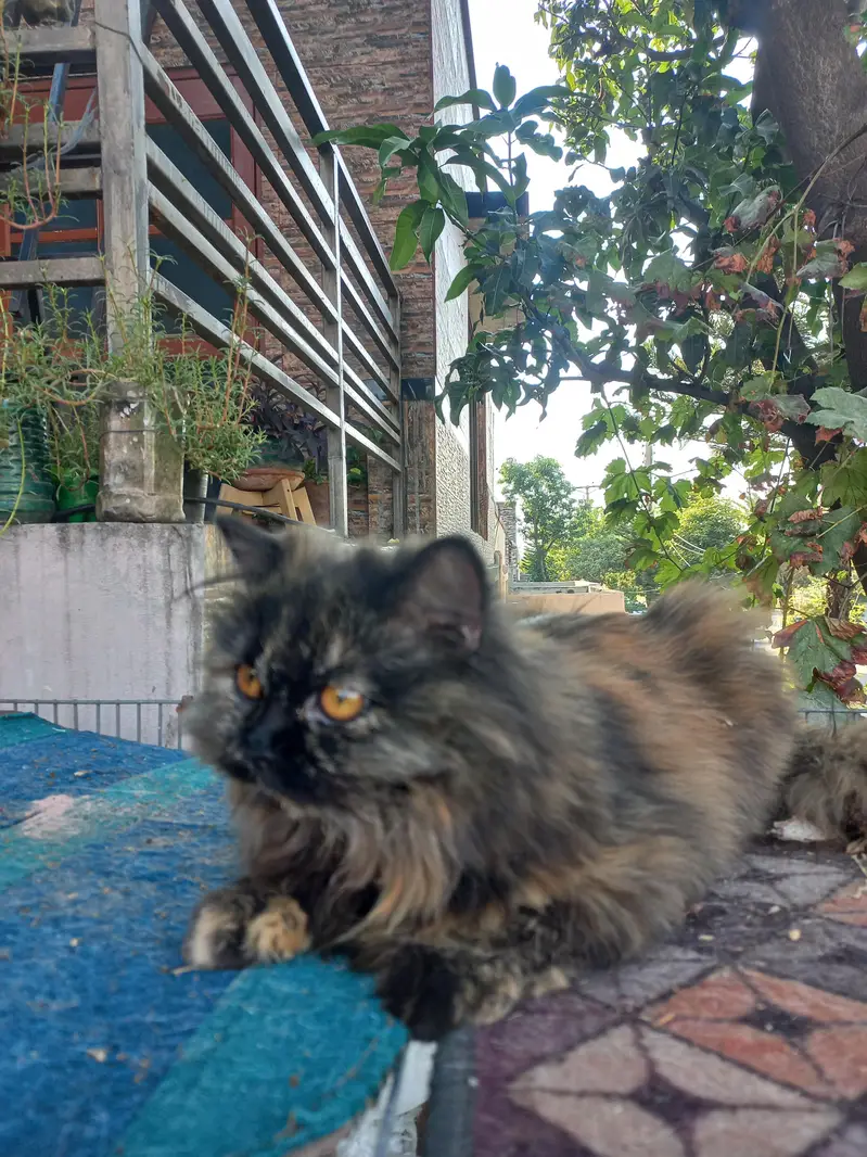 Black Persian cat — photo 4