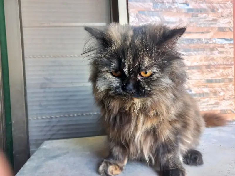 Black Persian cat — photo 5