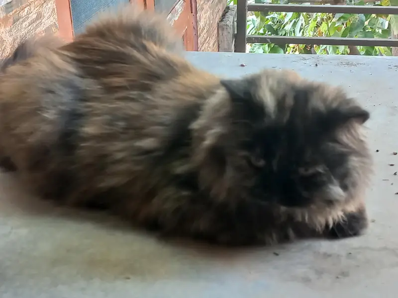 Black Persian cat — photo 6