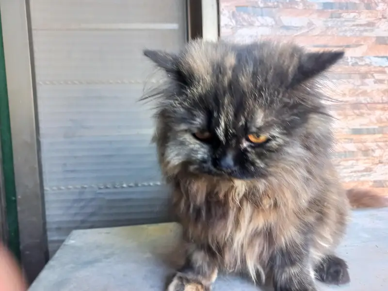 Black Persian cat — photo 7
