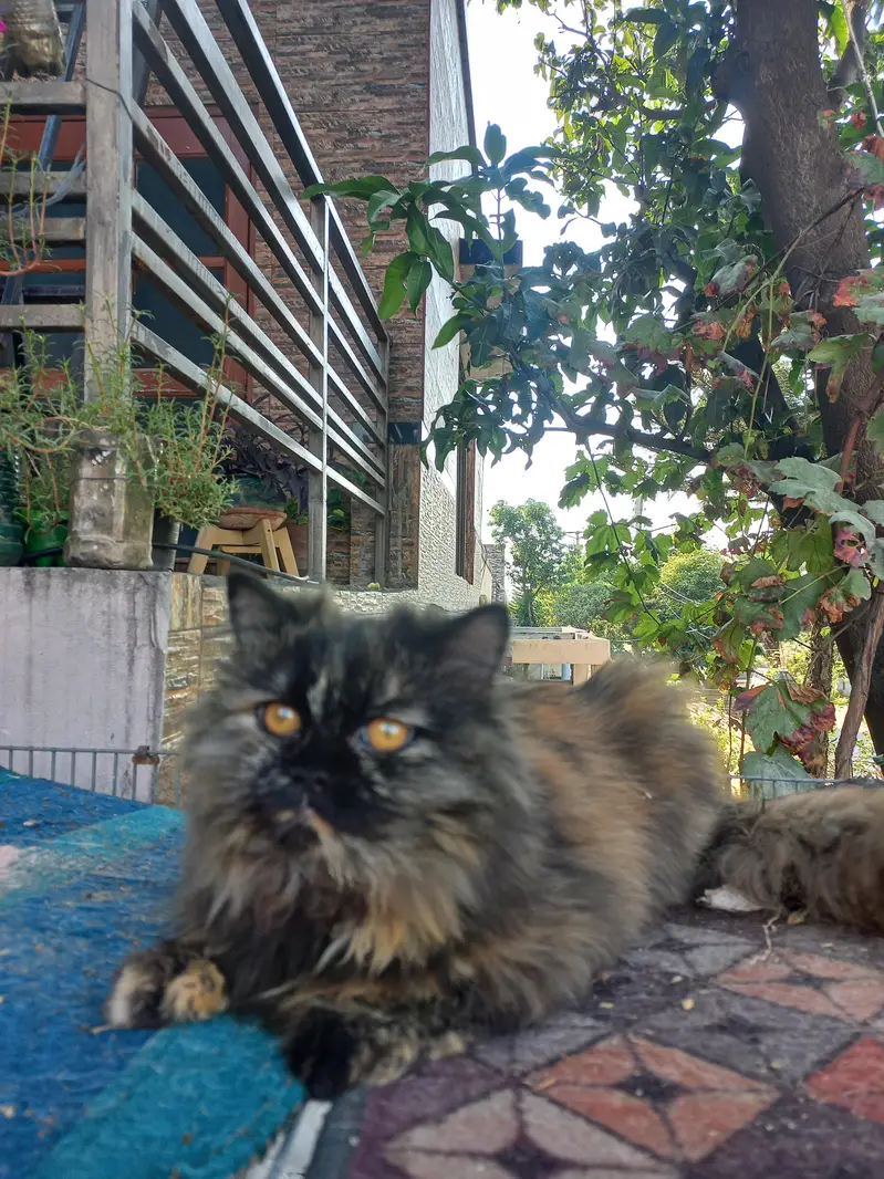 Black Persian cat — photo 8