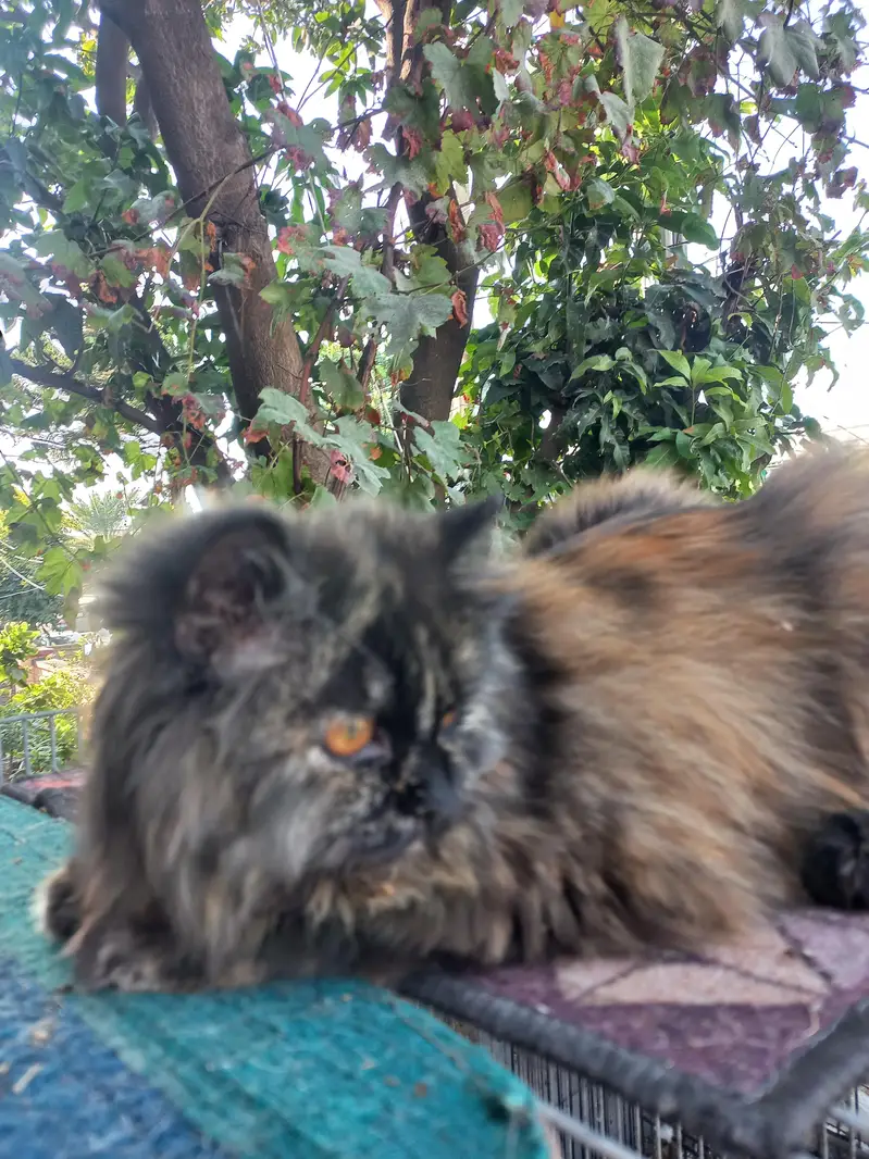 Black Persian cat — photo 10