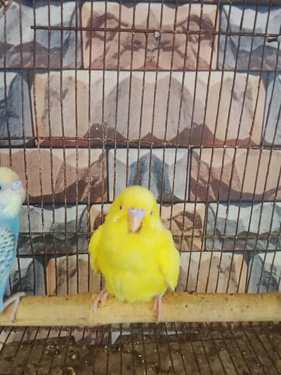 Red eye male. . . rainbow  female