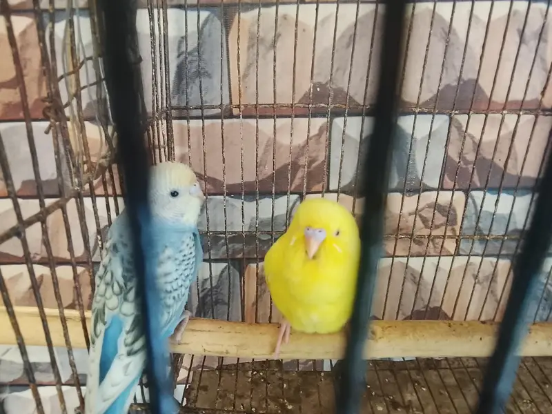 Red eye male. . . rainbow  female — photo 2