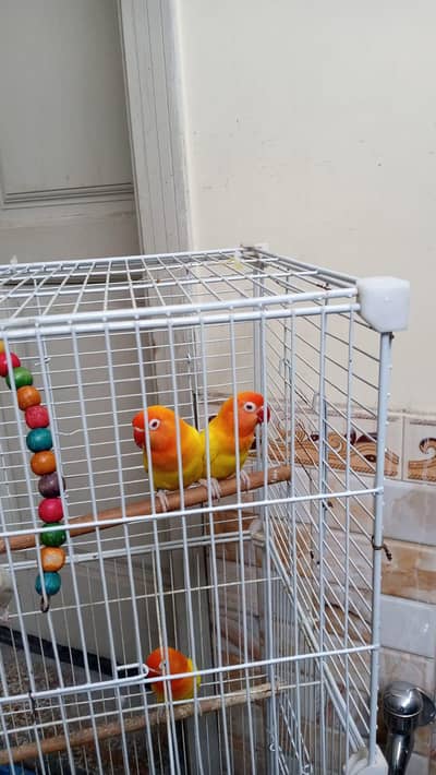 2 pairs of Lovebird