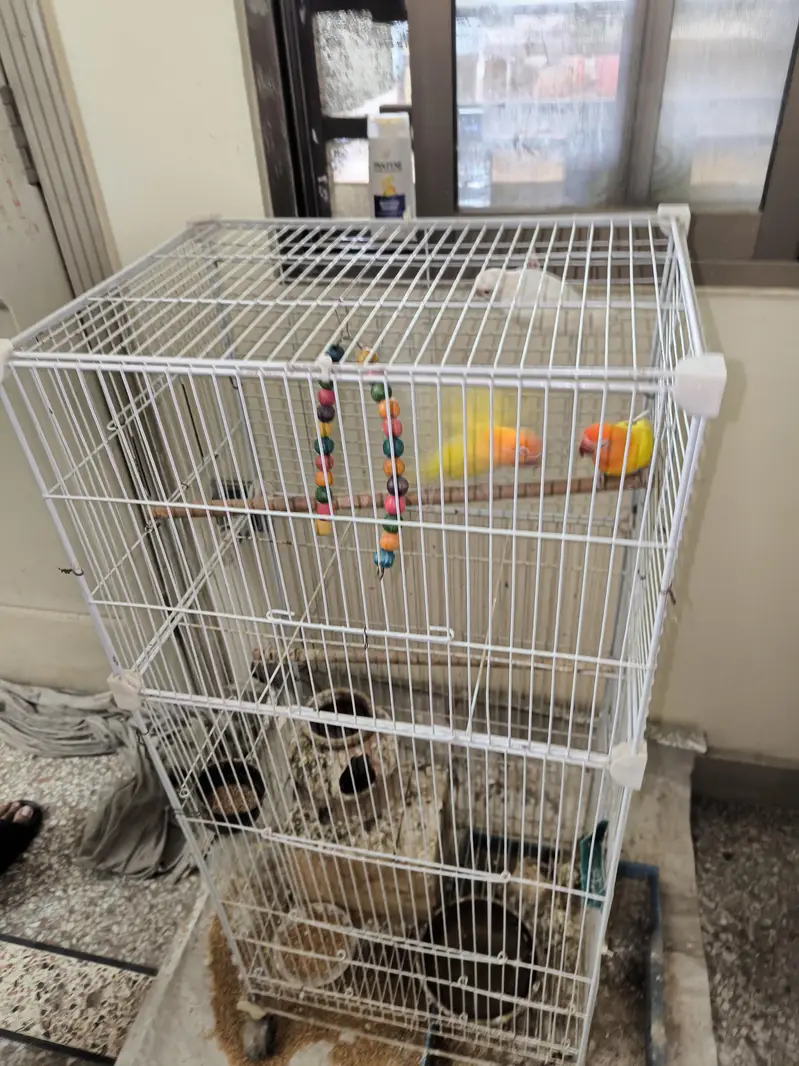 2 pairs of Lovebird — photo 4