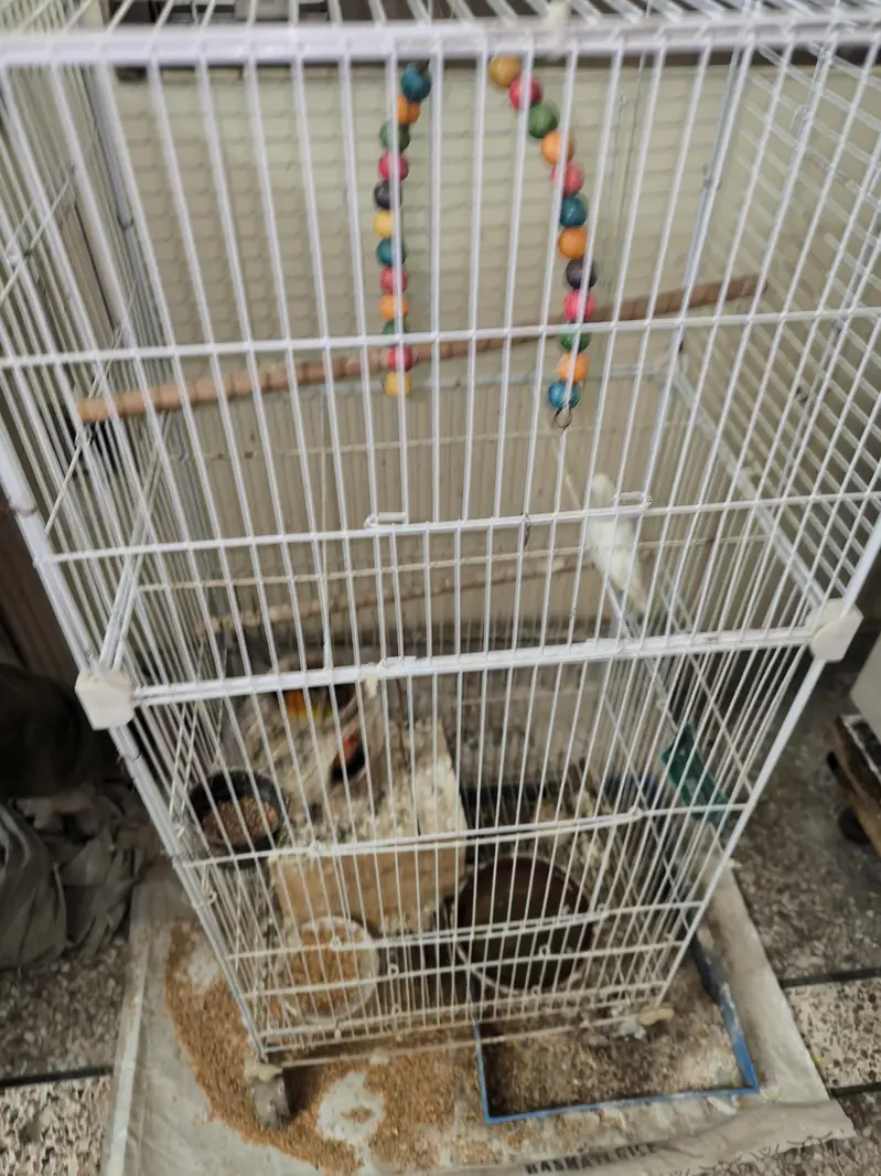 2 pairs of Lovebird — photo 5