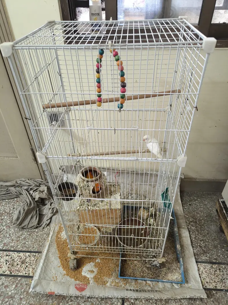 2 pairs of Lovebird — photo 6