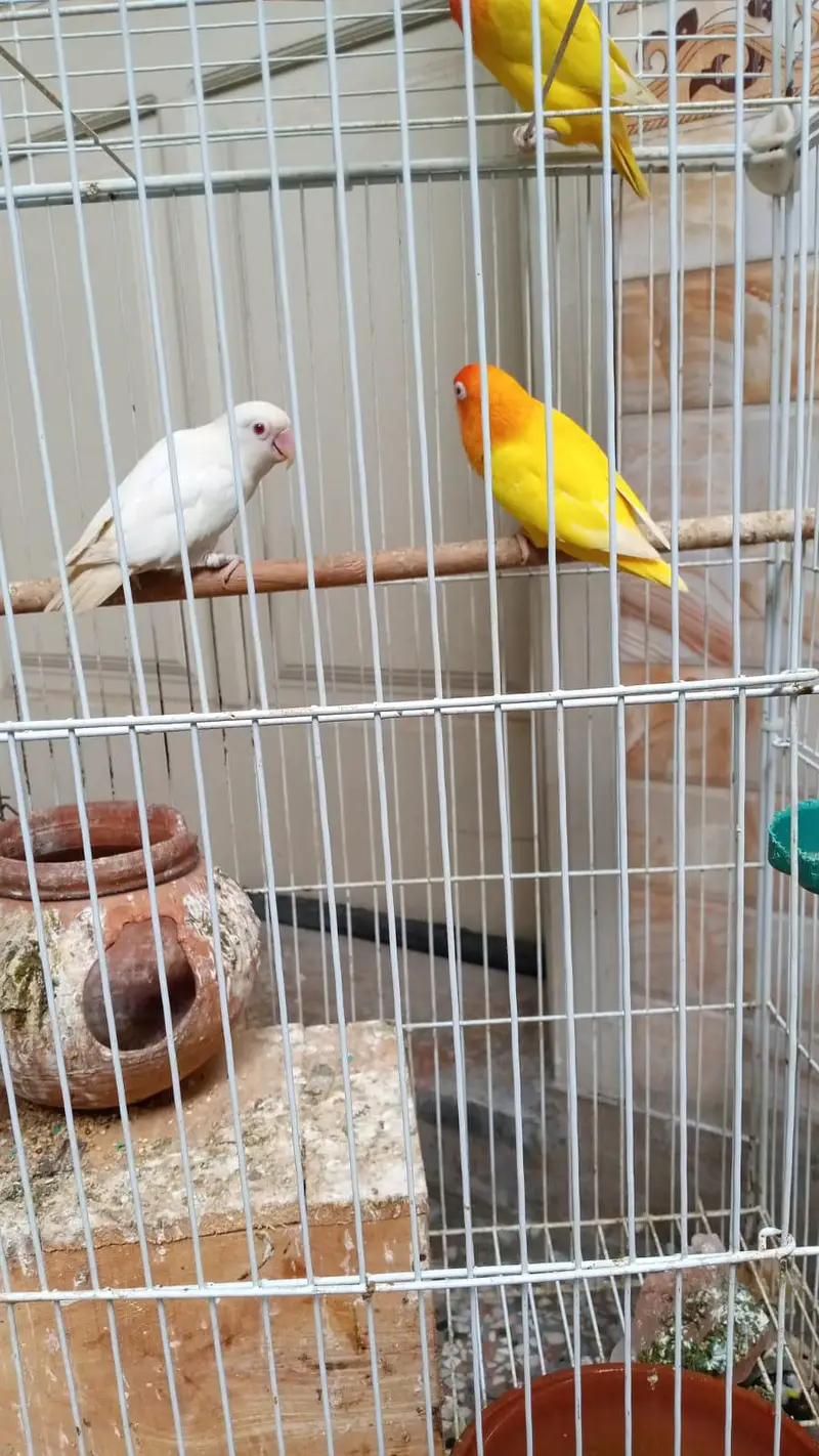 2 pairs of Lovebird — photo 7