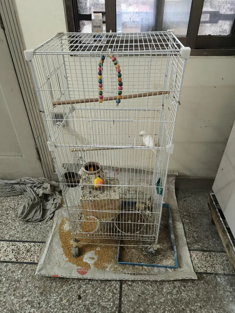 2 pairs of Lovebird — photo 8