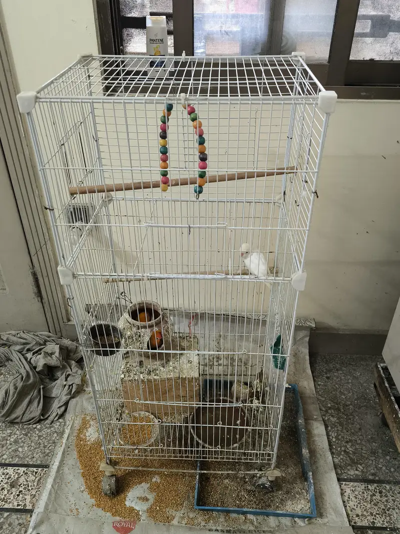 2 pairs of Lovebird — photo 9