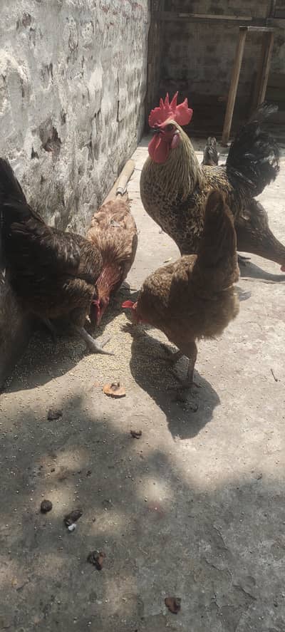 Egg laying hens