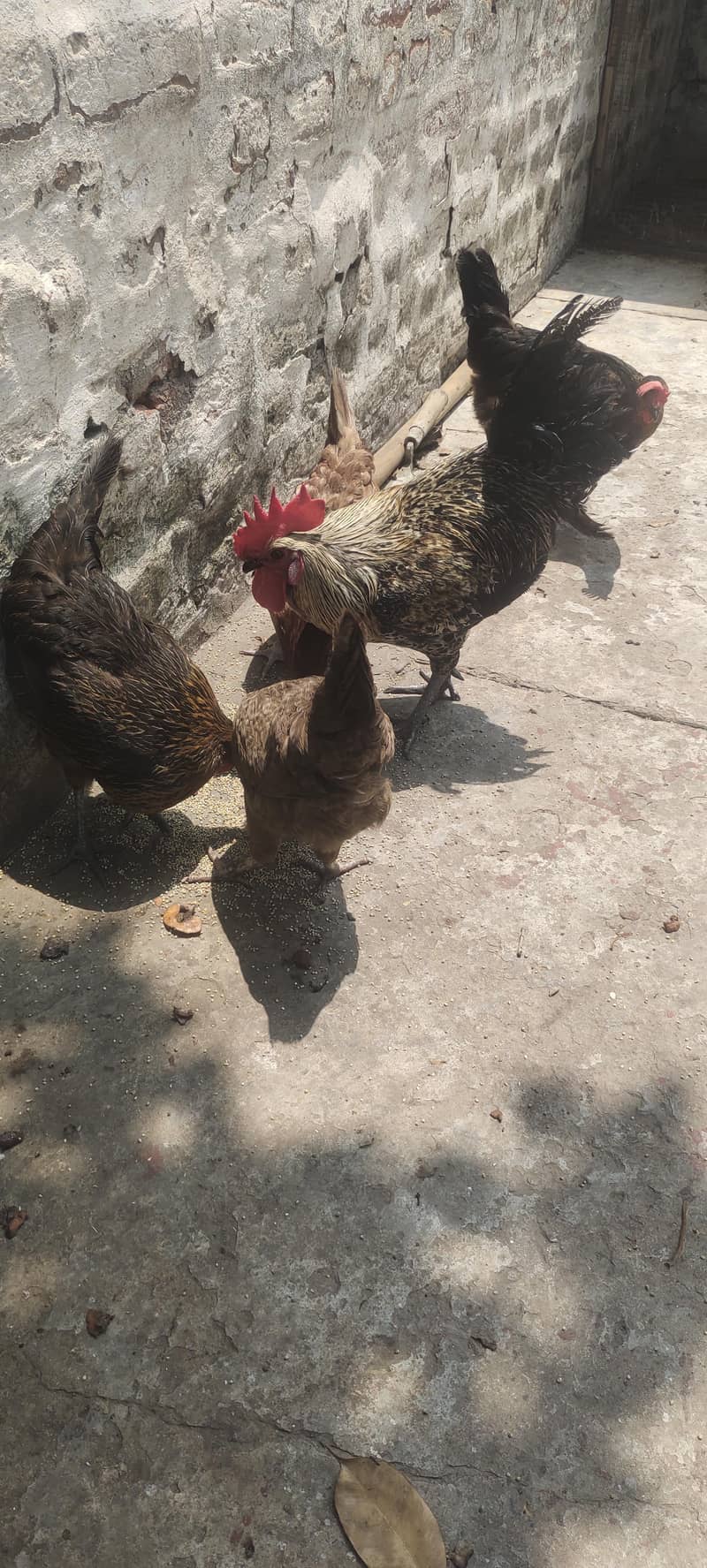 Egg laying hens 2