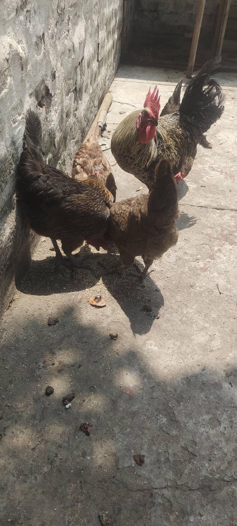 Egg laying hens 3