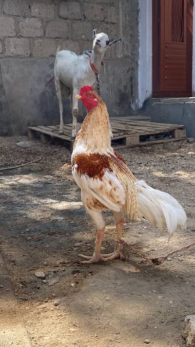 Aseel murga
