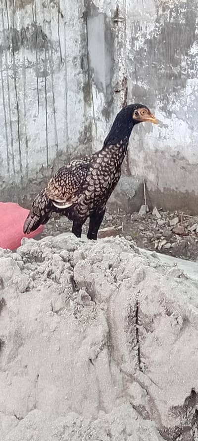 Brider Pair for sale location Lahore jiss bhai ny lana hai wo Rabta kr
