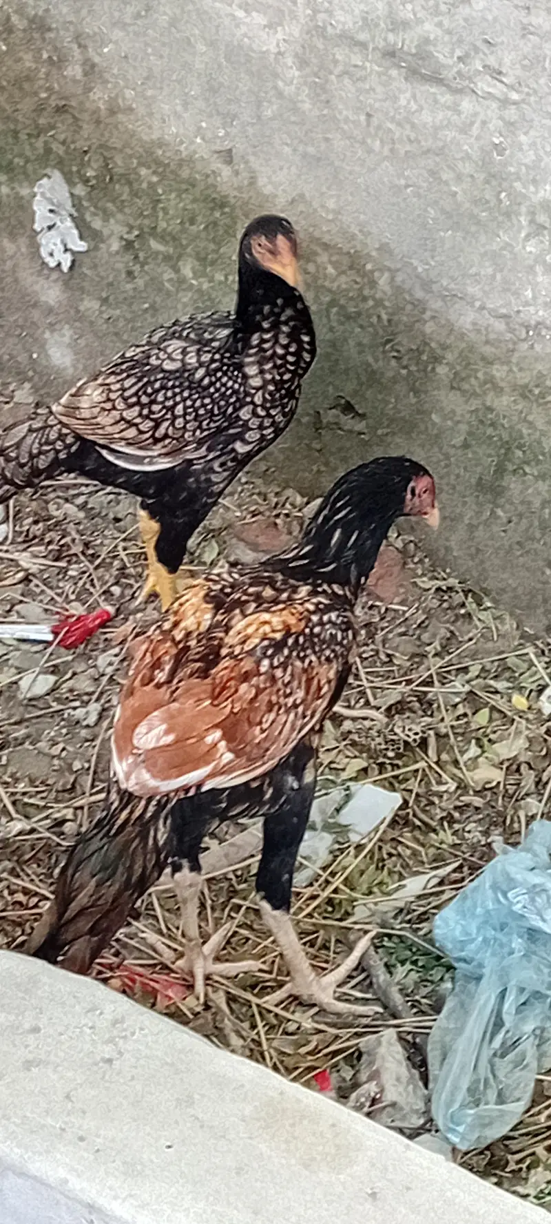 Brider Pair for sale location Lahore jiss bhai ny lana hai wo Rabta kr — photo 2