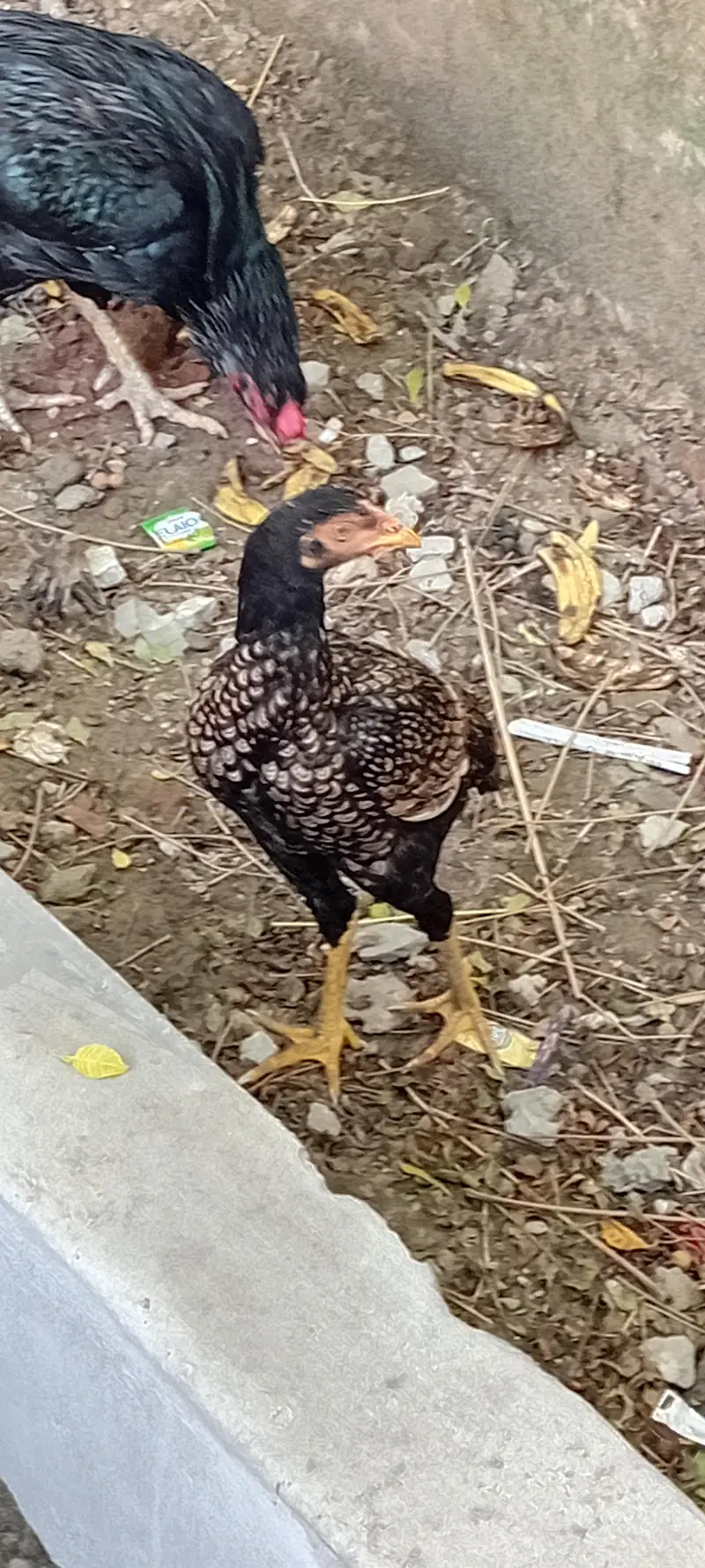 Brider Pair for sale location Lahore jiss bhai ny lana hai wo Rabta kr — photo 3