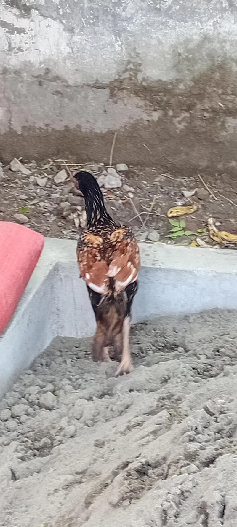 Brider Pair for sale location Lahore jiss bhai ny lana hai wo Rabta kr — photo 4