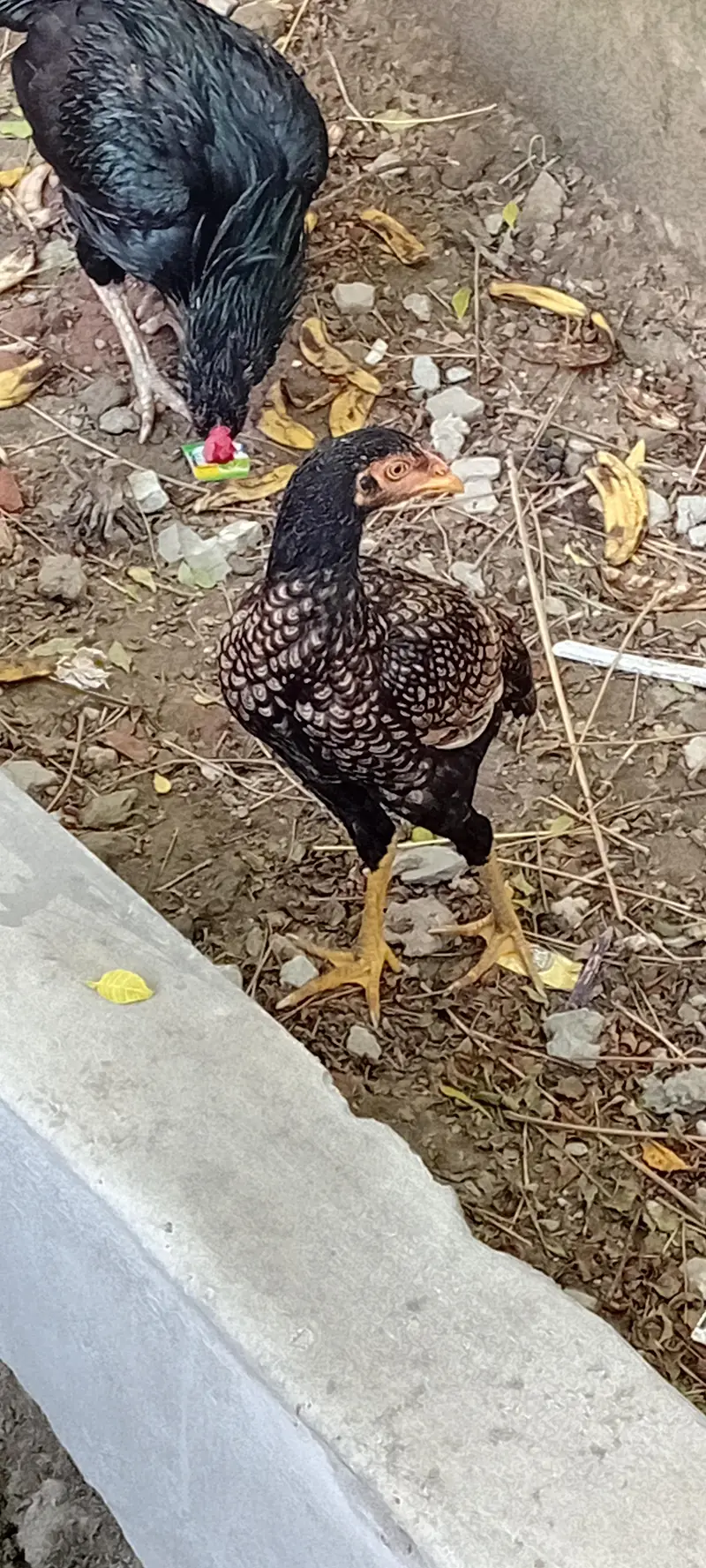 Brider Pair for sale location Lahore jiss bhai ny lana hai wo Rabta kr — photo 5