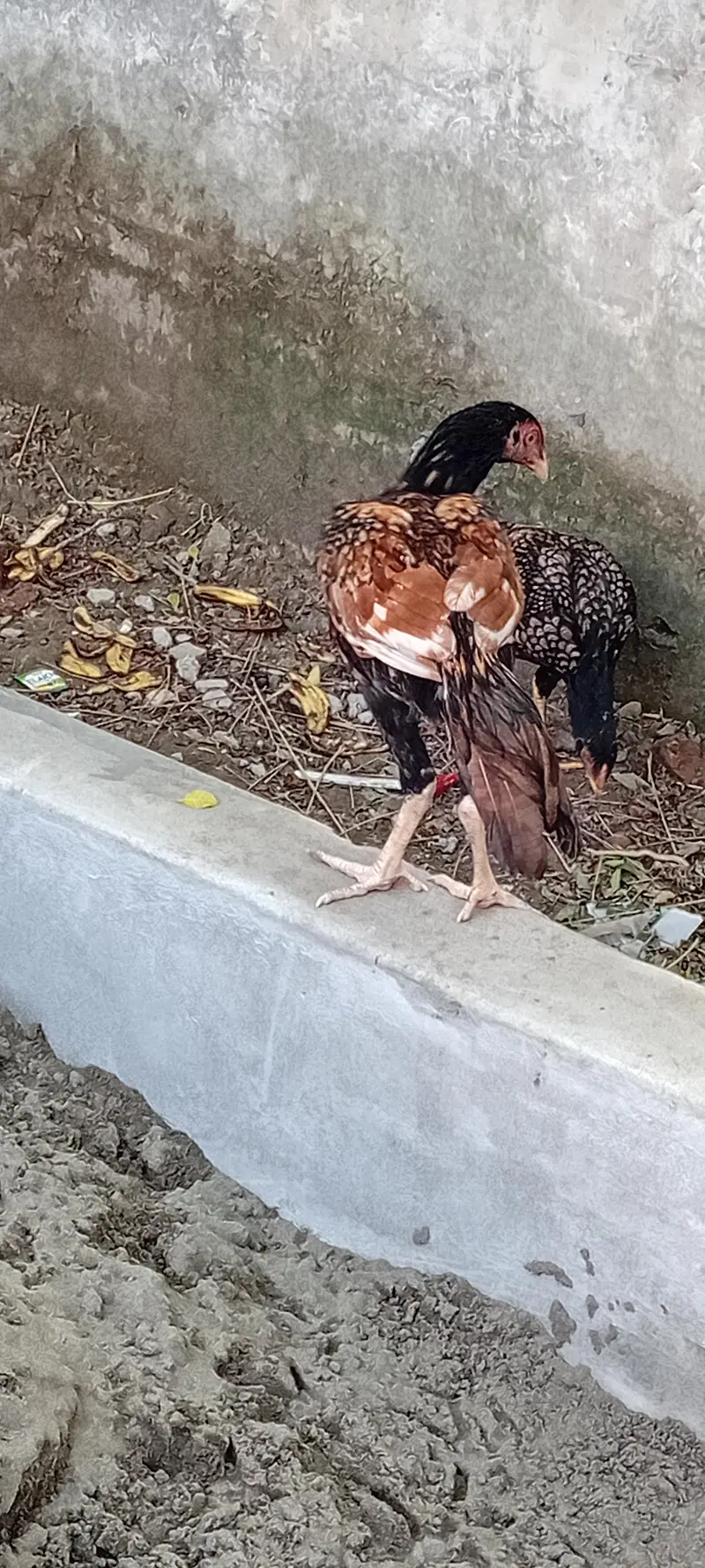 Brider Pair for sale location Lahore jiss bhai ny lana hai wo Rabta kr — photo 6