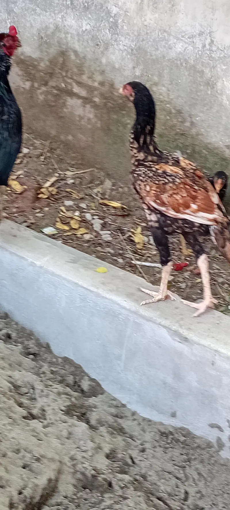 Brider Pair for sale location Lahore jiss bhai ny lana hai wo Rabta kr — photo 7