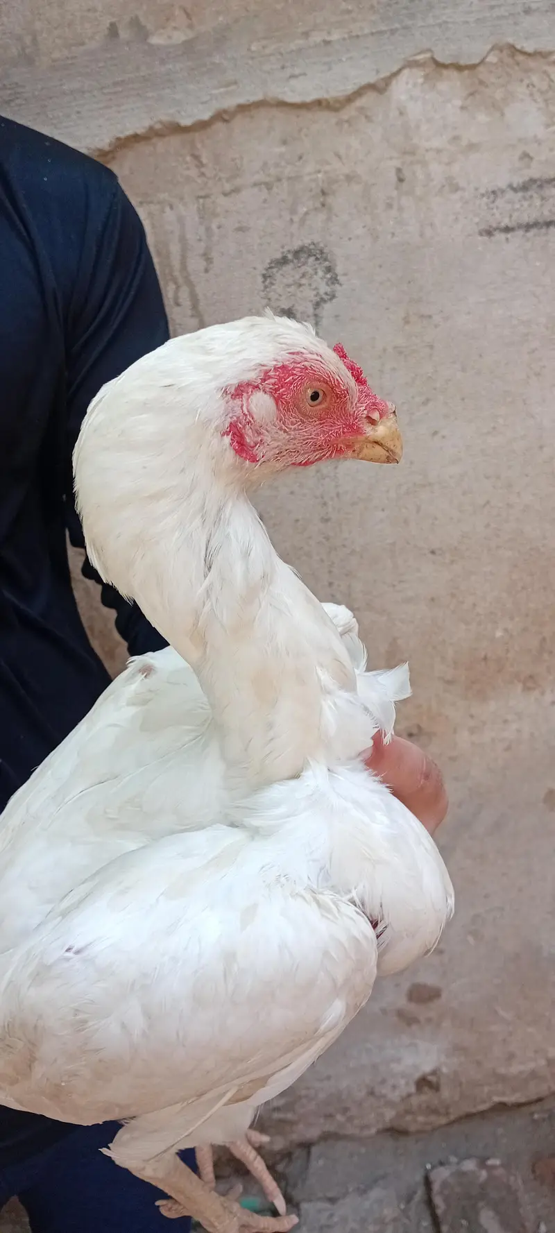 Brider Pair for sale location Lahore jiss bhai ny lana hai wo Rabta kr — photo 8