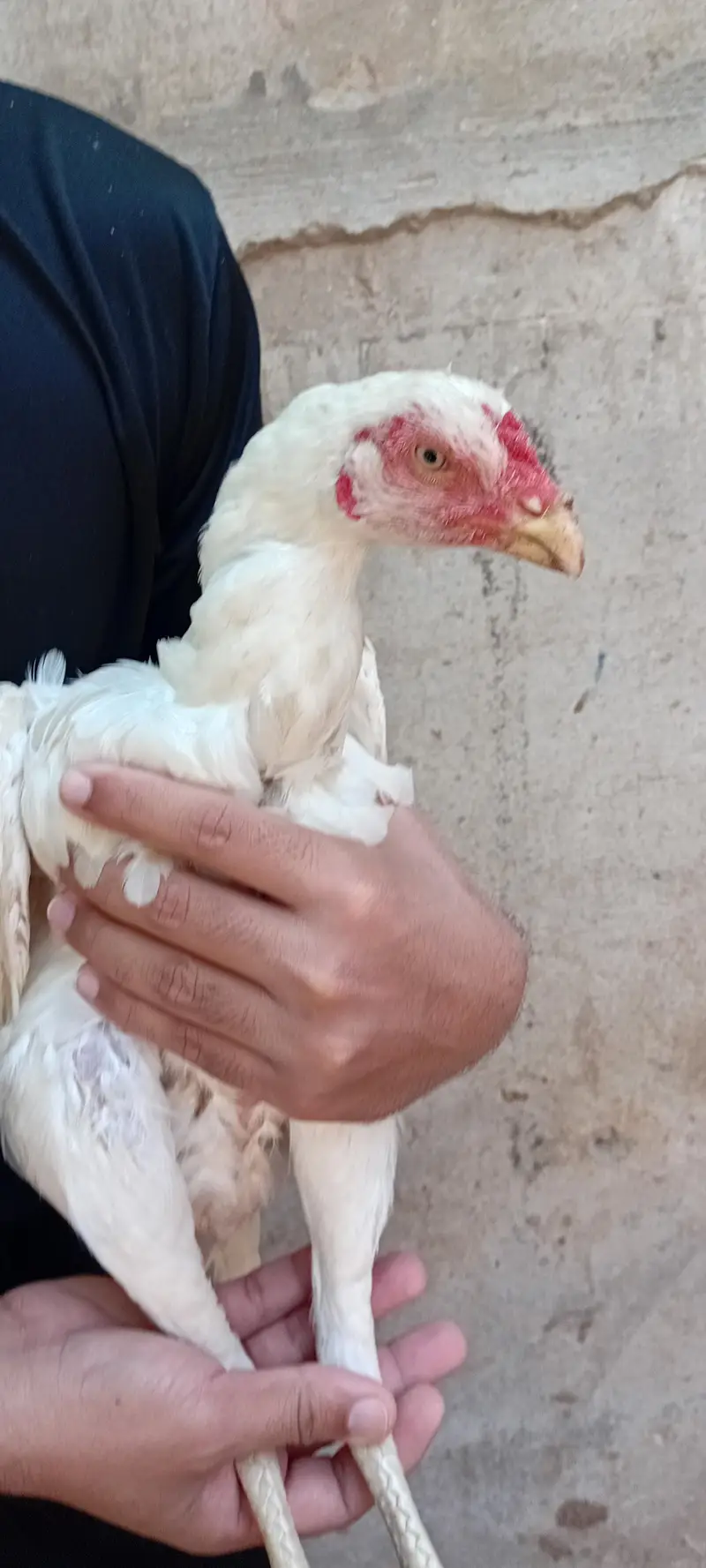 Brider Pair for sale location Lahore jiss bhai ny lana hai wo Rabta kr — photo 9