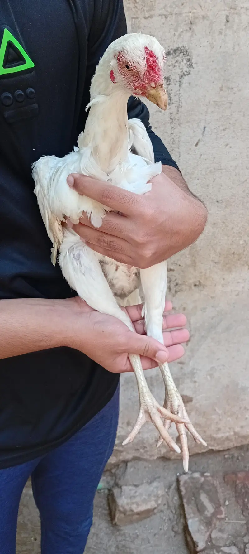 Brider Pair for sale location Lahore jiss bhai ny lana hai wo Rabta kr — photo 10