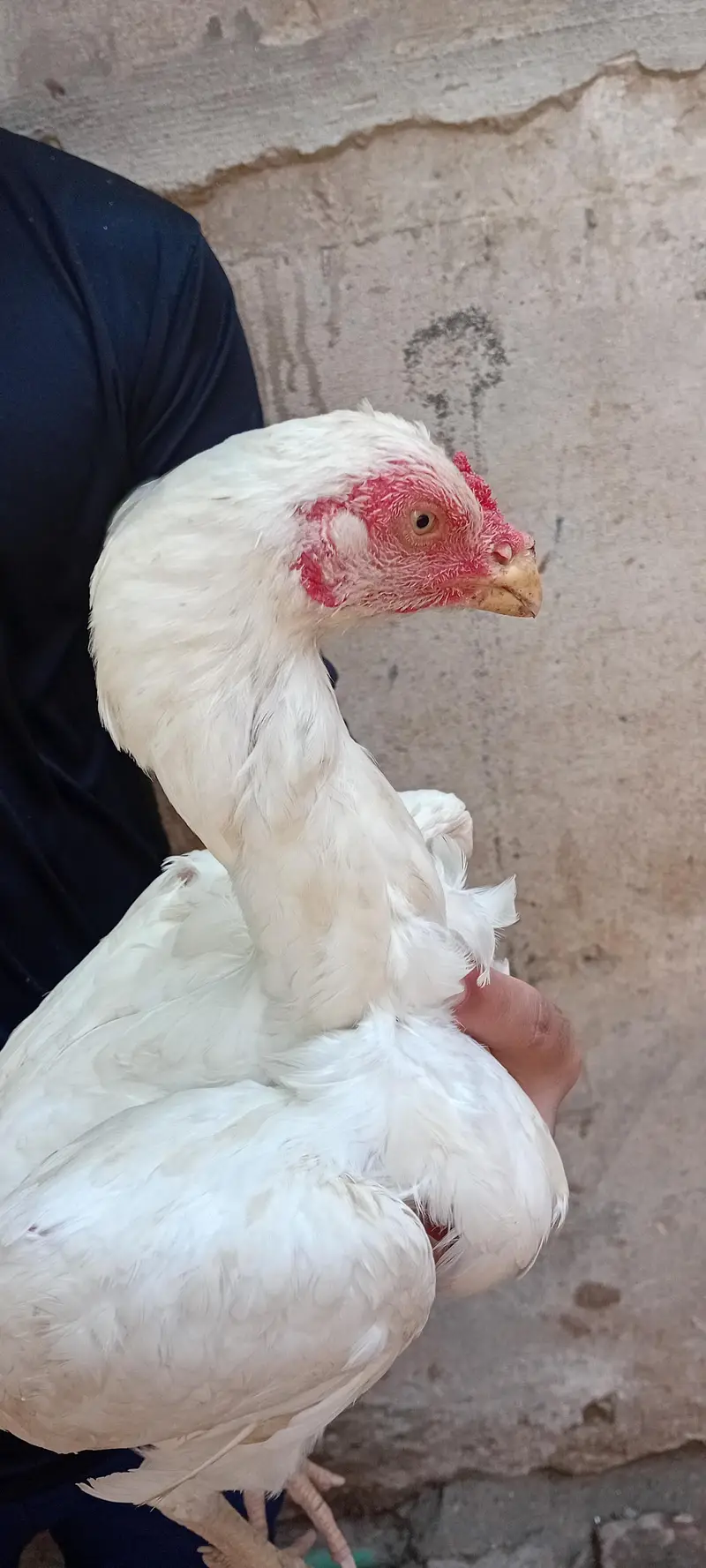 Brider Pair for sale location Lahore jiss bhai ny lana hai wo Rabta kr — photo 11