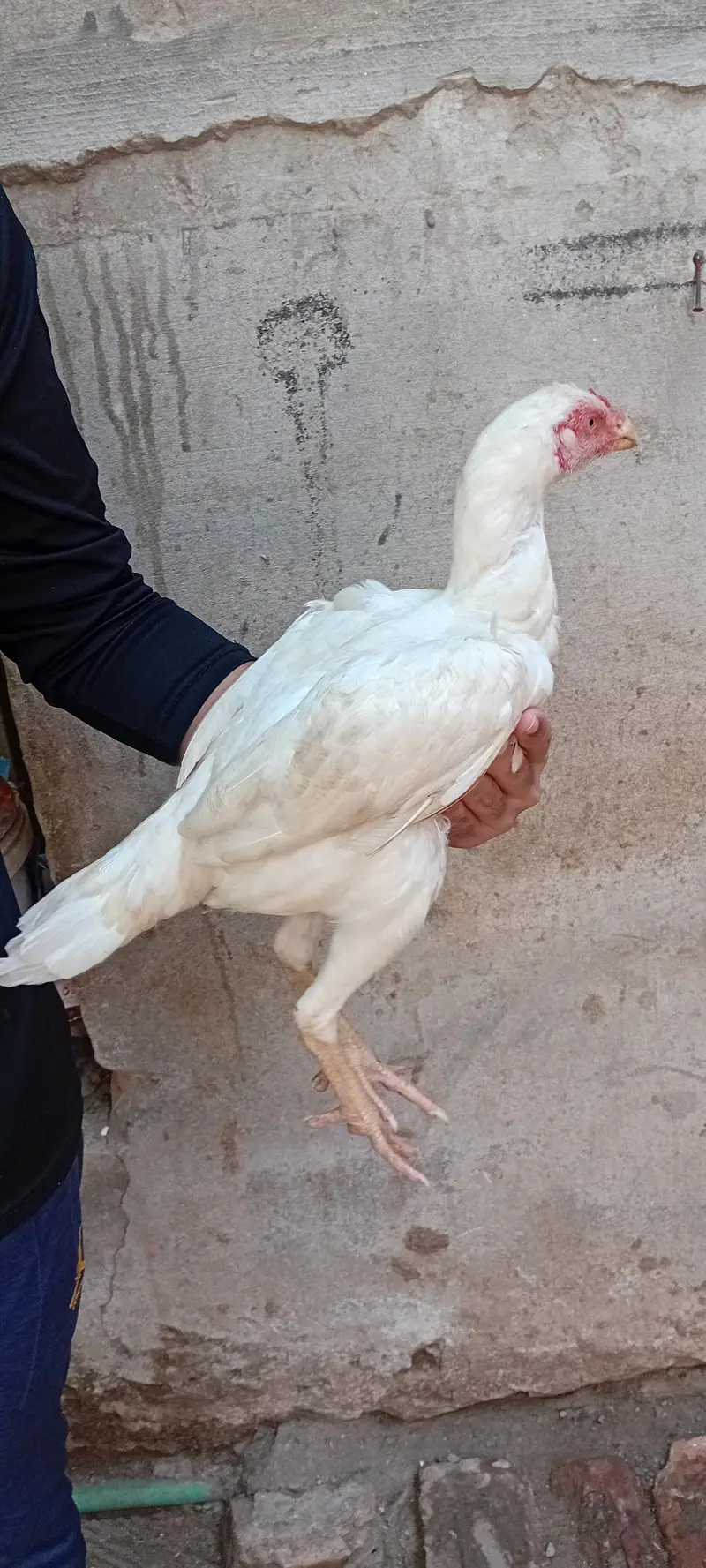 Brider Pair for sale location Lahore jiss bhai ny lana hai wo Rabta kr — photo 12