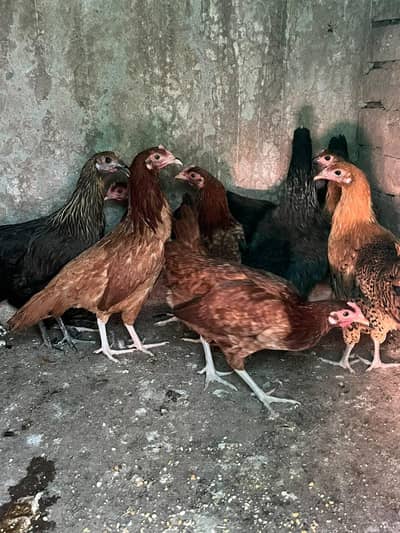 fresh start golden misri ready to lying eggs 1000 garam weight