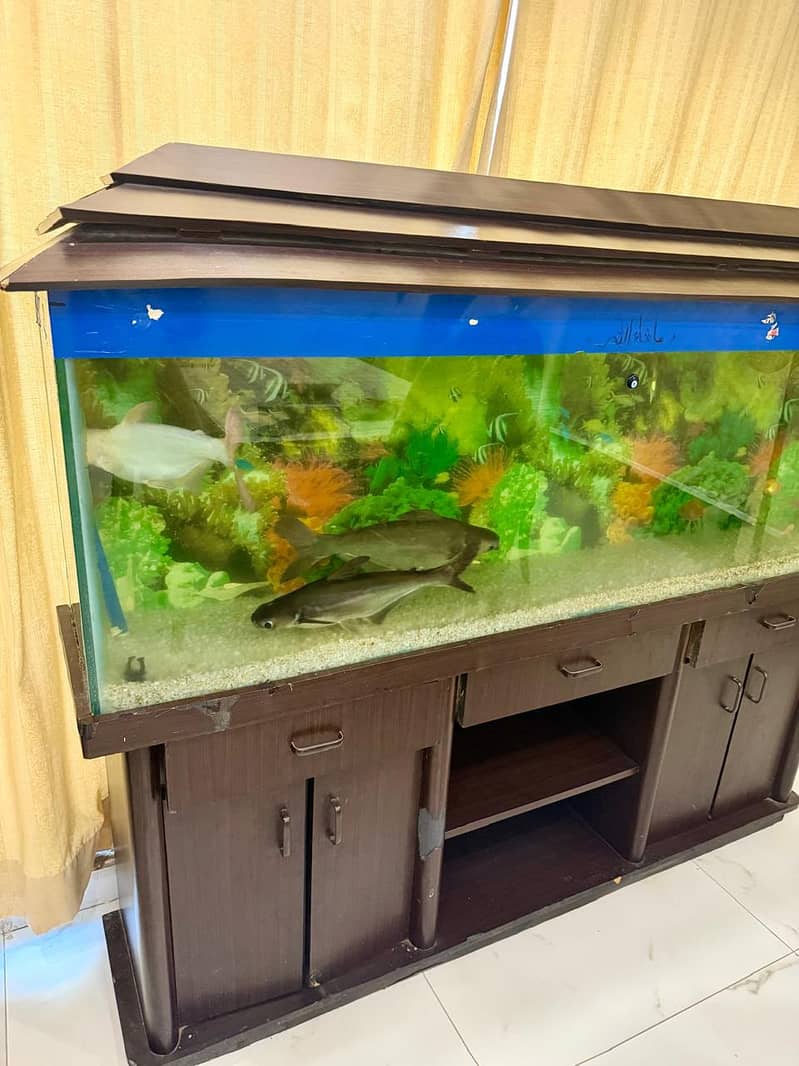 Fish Aquarium 0